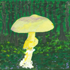 Amanita sp